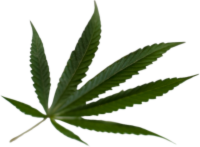 weed leaf